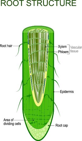 Unit 3.1 (Plants) - Cool Science Guide