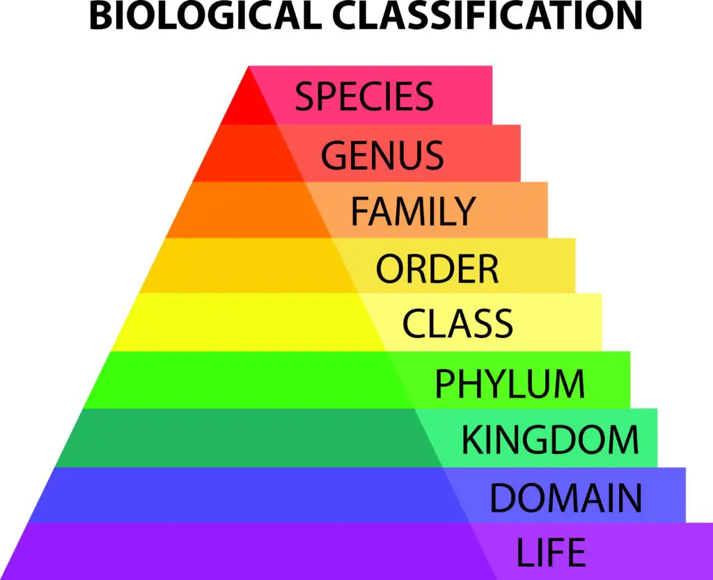 unit-8-1-taxonomy-and-classifications-cool-science-guide